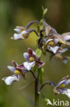 Moeraswespenorchis (Epipactis palustris) 