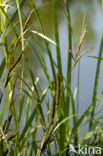 Moeraszegge (Carex acutiformis)