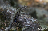 Wall Lizard (Podarcis muralis)