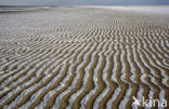 Nationaal Park Duinen van Texel