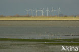 Nationaal Park Oosterschelde