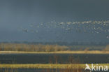 Nationaal Park Oosterschelde