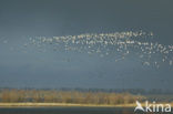 Nationaal Park Oosterschelde