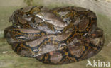 Reticulate python (Python reticulatus)
