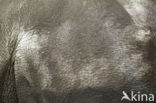 Neushoorn (Rhinoceros spec) 