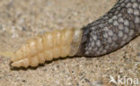 Oaxacus Rattlesnake (Crotalus basiliscus oaxacus)