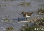 Oeverloper (Actitis hypoleucos) 