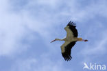 White Stork (Ciconia ciconia)