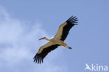 White Stork (Ciconia ciconia)