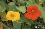 Oostindische kers (Tropaeolum majus)