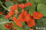 Oostindische kers (Tropaeolum majus)