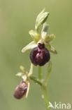 Ophrys passionis