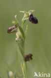 Ophrys passionis