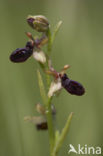 Ophrys passionis