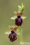 Ophrys passionis