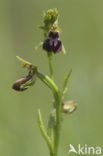 Ophrys passionis