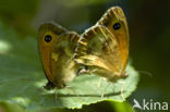 Oranje zandoogje (Pyronia tithonus)