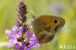 Oranje zandoogje (Pyronia tithonus)