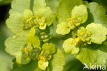Paarbladig goudveil (Chrysosplenium oppositifolium)