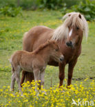 Paard (Equus spp)