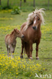 Horse (Equus spp)