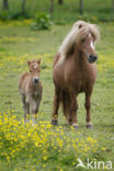 Horse (Equus spp)