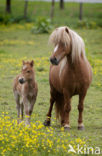 Paard (Equus spp)