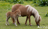 Horse (Equus spp)