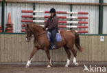 Paard (Equus spp)