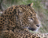 Panter (Panthera pardus) 