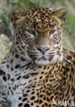 Panter (Panthera pardus) 