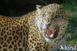 Panter (Panthera pardus) 