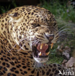 Panter (Panthera pardus) 