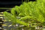 Parelvederkruid (Myriophyllum aquaticum)