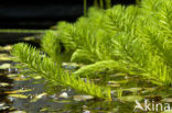 Parrot Feather (Myriophyllum aquaticum)