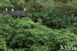 Parque Nacional Monteverde