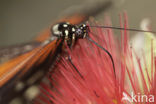 Hecales longwing (Heliconius hecale)