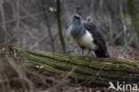 Pauw (Pavo cristatus)