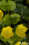 Penningkruid (Lysimachia nummularia)