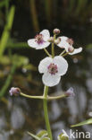 Pijlkruid (Sagittaria sagittifolia)