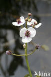 Pijlkruid (Sagittaria sagittifolia)