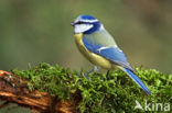 Blue Tit (Parus caeruleus)