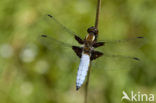 Platbuik (Libellula depressa)