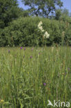 Common Meadow-rue (Thalictrum flavum)