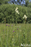Common Meadow-rue (Thalictrum flavum)