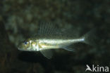 Pos (Gymnocephalus cernua)