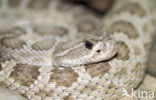 Prairie ratelslang (Crotalus oreganus)