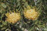 Protea spec.