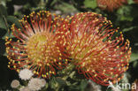 Protea spec.