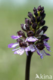Lady Orchid (Orchis purpurea)